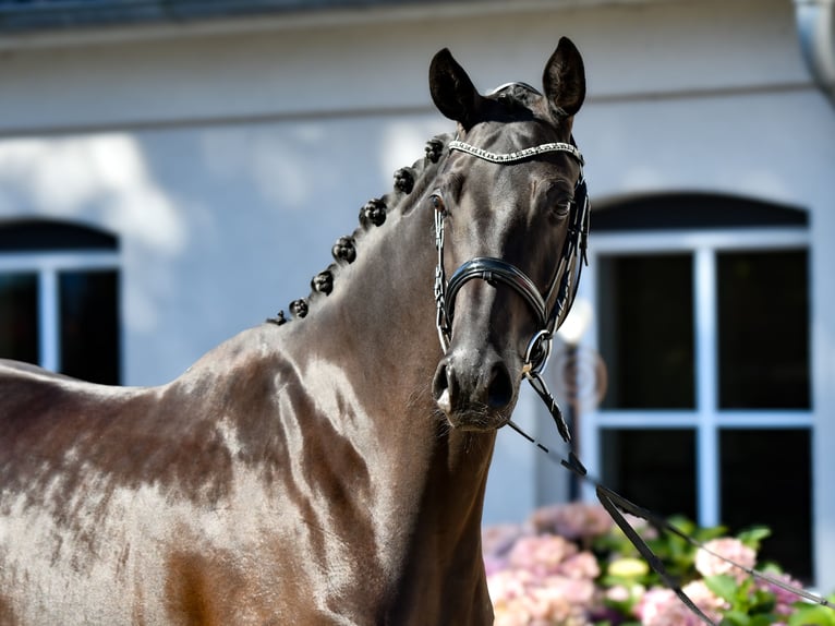 Hanoverian Mare 4 years 16 hh Black in Freienwill