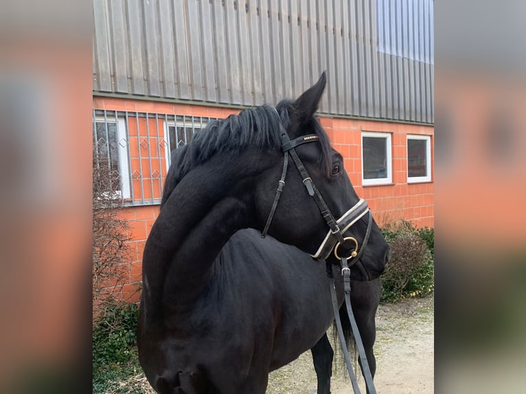 Hanoverian Mare 4 years 16 hh Black in Hepstedt