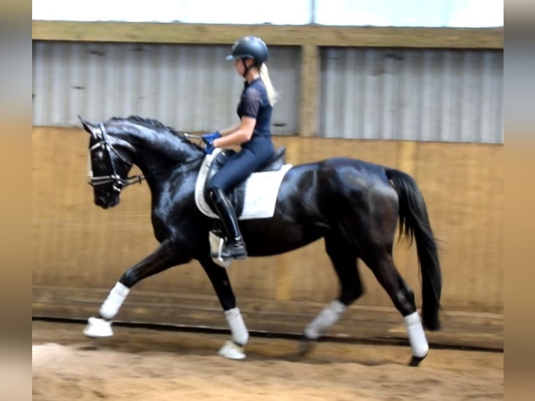 Hanoverian Mare 4 years 16 hh Black in Fredenbeck