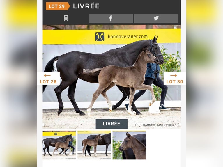 Hanoverian Mare 4 years 16 hh Black in Piesendorf