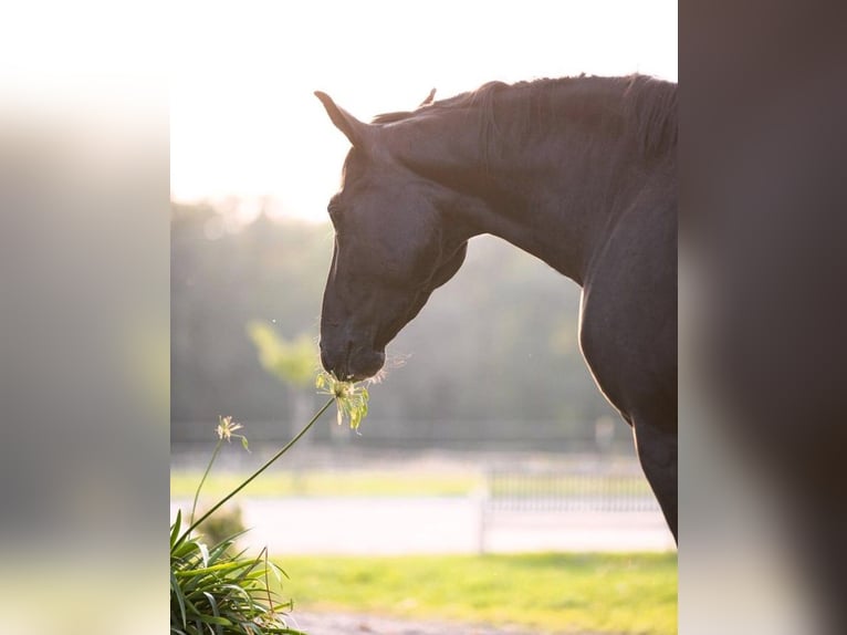 Hanoverian Mare 4 years 16 hh Black in Priestewitz