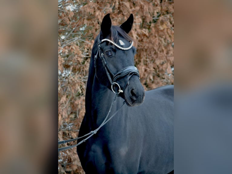 Hanoverian Mare 4 years 16 hh Black in Oyten
