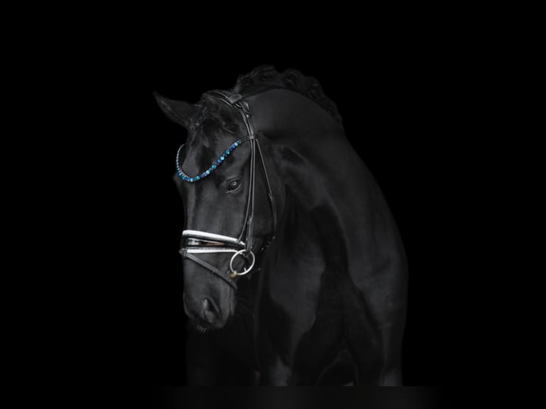 Hanoverian Mare 4 years 16 hh Black in Wehringen