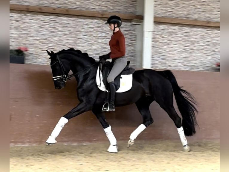 Hanoverian Mare 4 years 16 hh Black in Wehringen