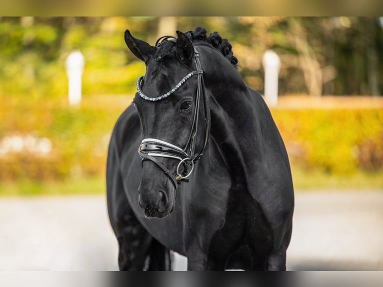 Hanoverian Mare 4 years 16 hh Black in Wehringen