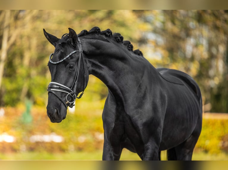 Hanoverian Mare 4 years 16 hh Black in Wehringen