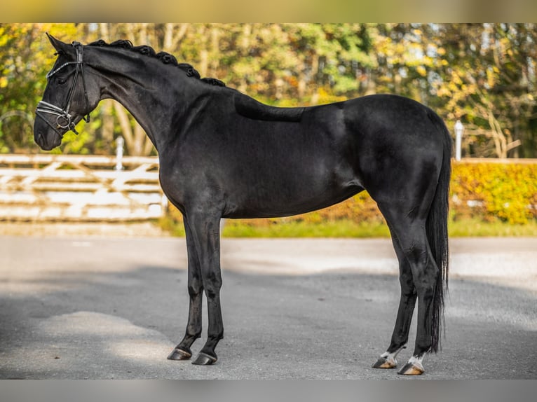 Hanoverian Mare 4 years 16 hh Black in Wehringen