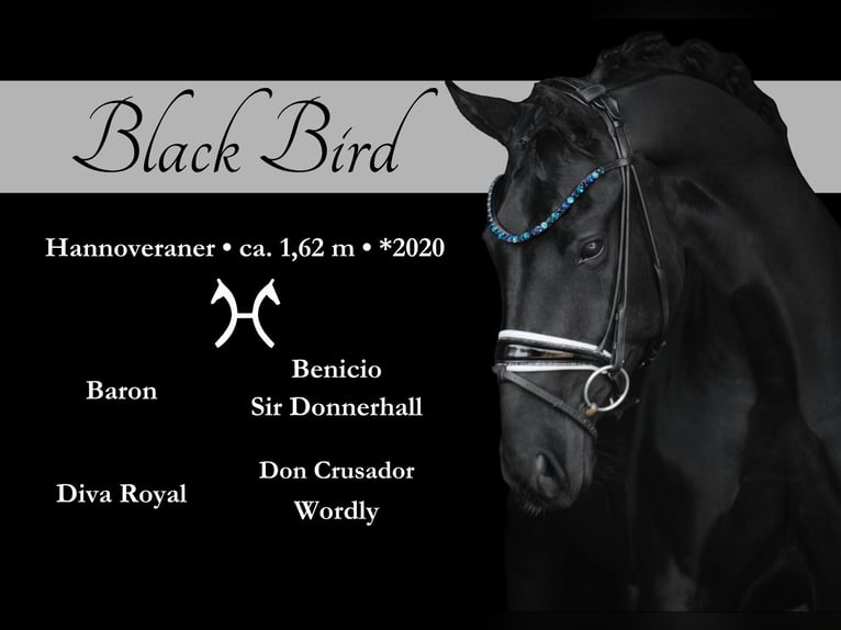 Hanoverian Mare 4 years 16 hh Black in Wehringen