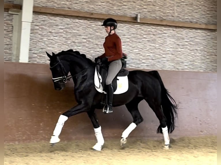 Hanoverian Mare 4 years 16 hh Black in Wehringen