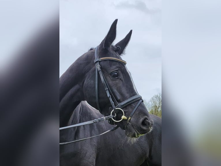 Hanoverian Mare 4 years 16 hh Black in Gifhorn