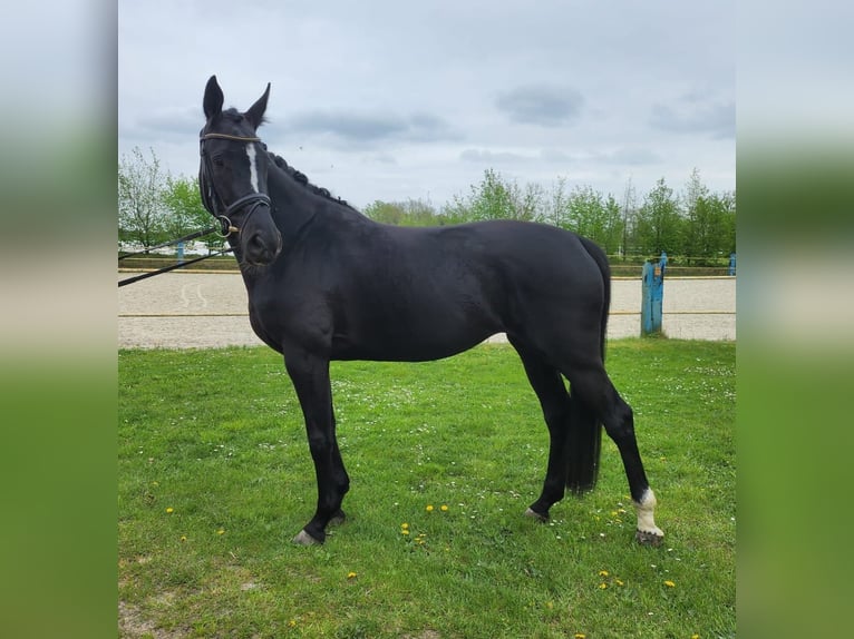 Hanoverian Mare 4 years 16 hh Black in Gifhorn