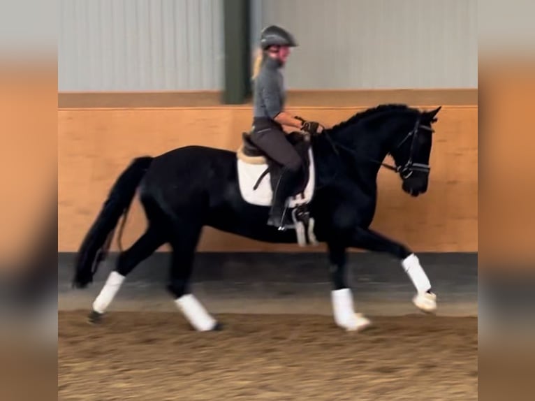 Hanoverian Mare 4 years 16 hh Black in Deinstedt