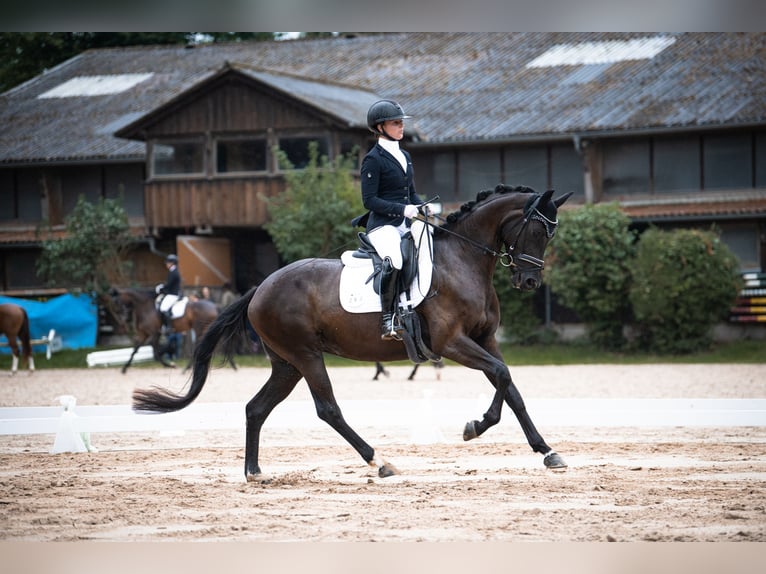 Hanoverian Mare 4 years 16 hh Black in Neuberg