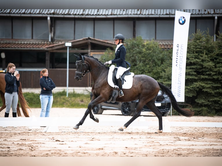 Hanoverian Mare 4 years 16 hh Black in Neuberg