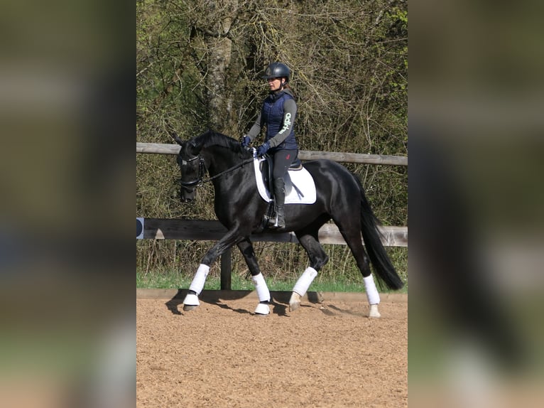 Hanoverian Mare 4 years 16 hh Black in Otterfing