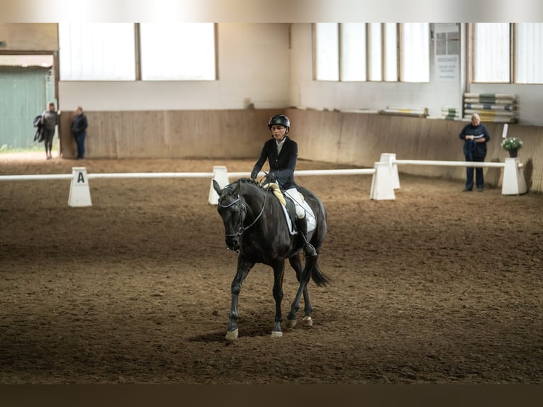 Hanoverian Mare 4 years 16 hh Black in Tornesch
