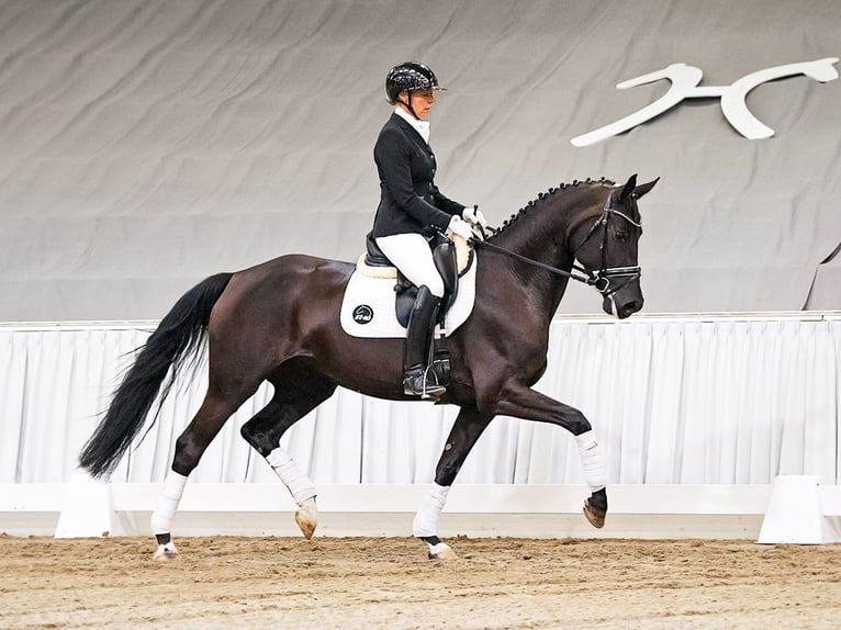 Hanoverian Mare 4 years 16 hh Black in Verden