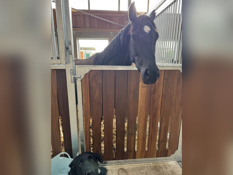 Hanoverian Mare 4 years 16 hh Black in Oer-Erkenschwick