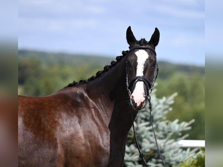 Hanoverian Mare 4 years 16 hh Black in Wysin