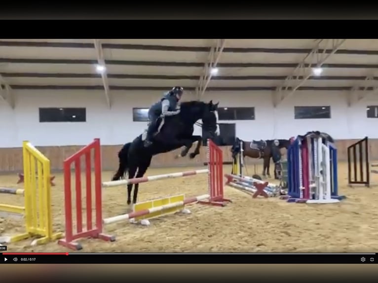 Hanoverian Mare 4 years 16 hh Black in Wysin