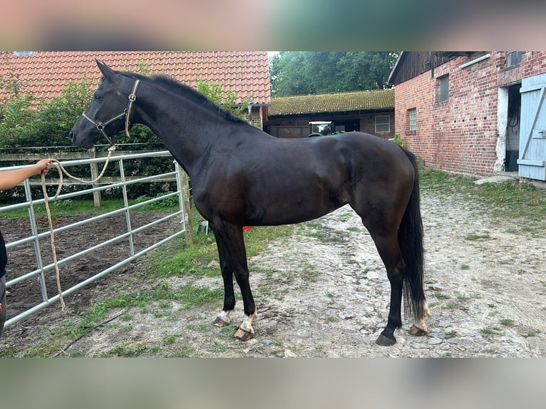 Hanoverian Mare 4 years 16 hh Black in Vahlde