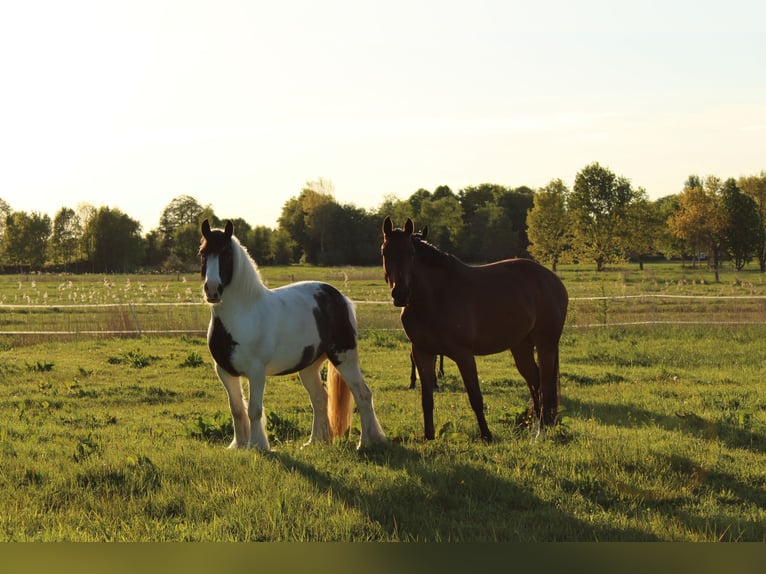 Hanoverian Mare 4 years 16 hh Brown in Westerholt