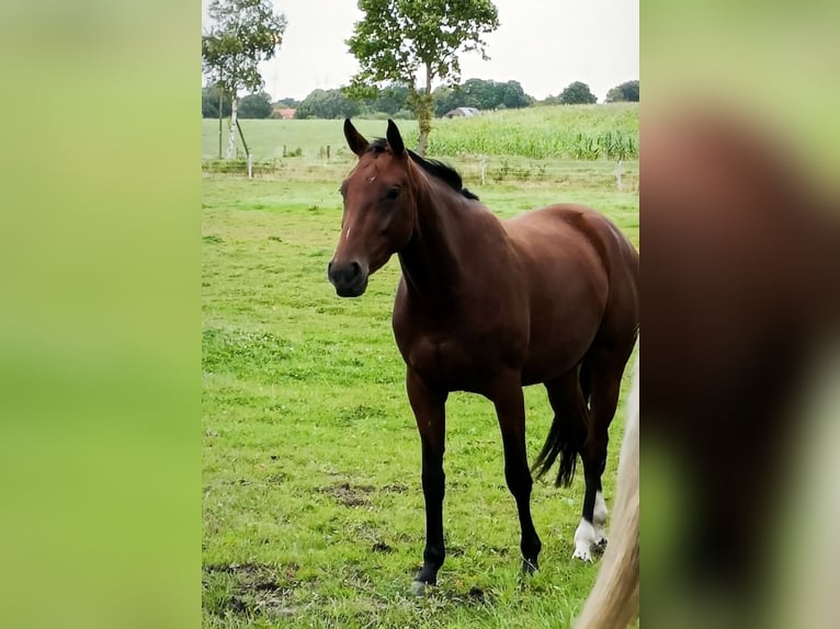 Hanoverian Mare 4 years 16 hh Brown in Westerholt