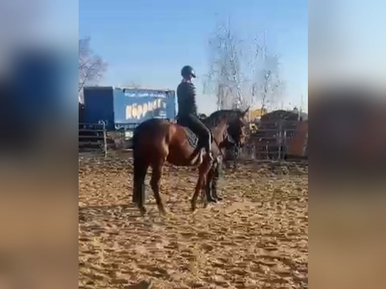 Hanoverian Mare 4 years 16 hh Brown in Mügeln