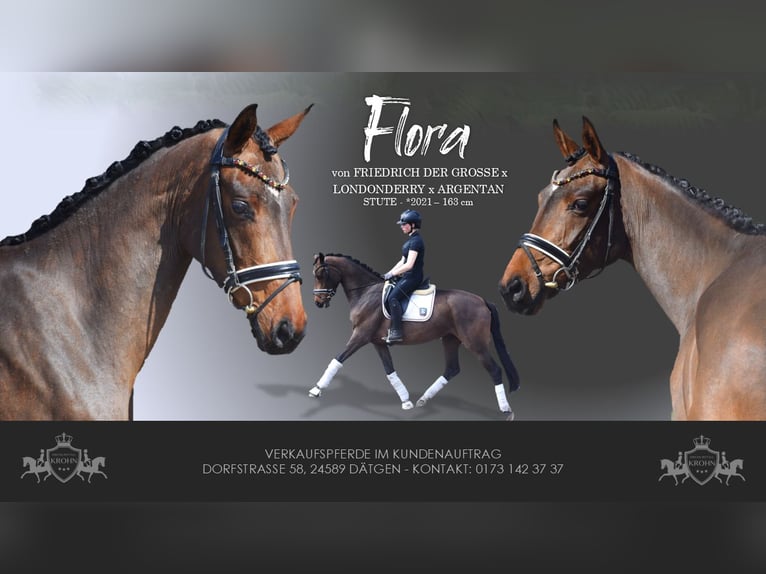 Hanoverian Mare 4 years 16 hh Brown in Dätgen