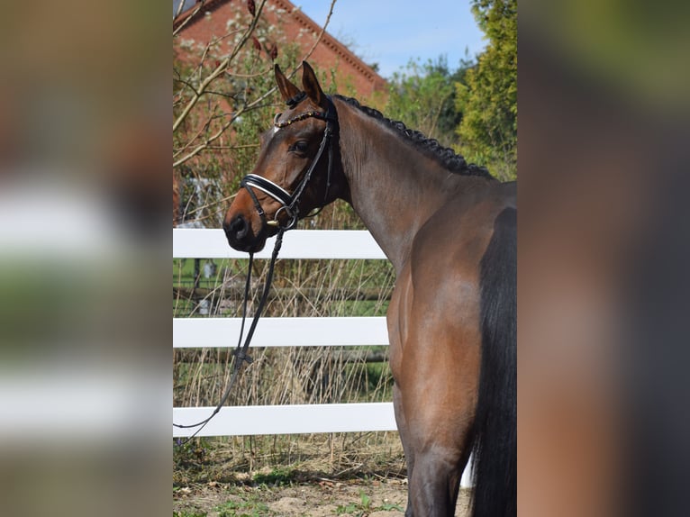 Hanoverian Mare 4 years 16 hh Brown in Dätgen
