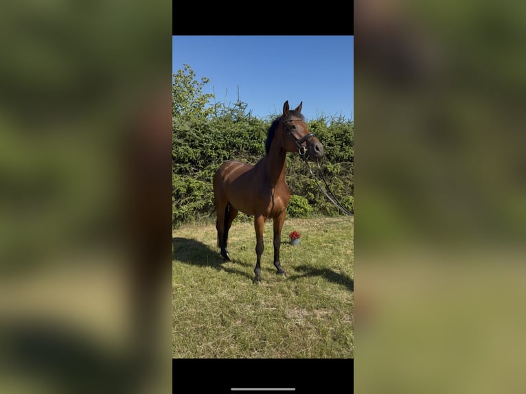 Hanoverian Mare 4 years 16 hh Brown in Marxen