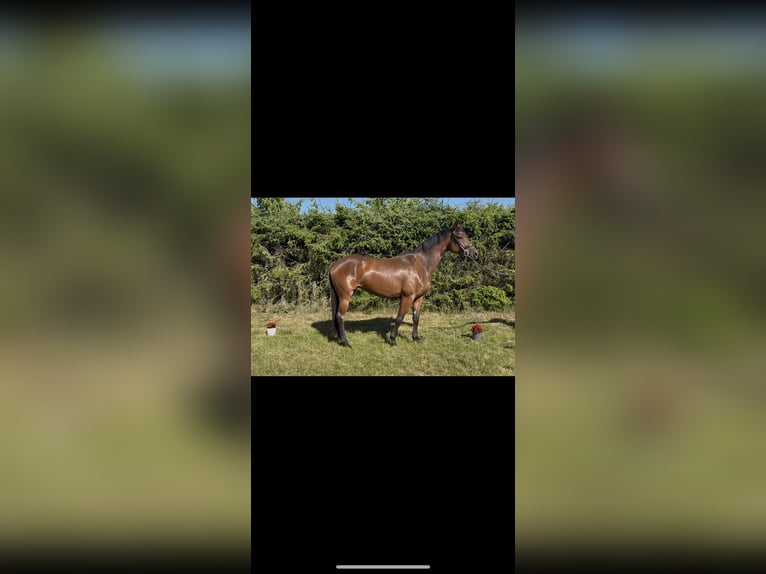 Hanoverian Mare 4 years 16 hh Brown in Marxen