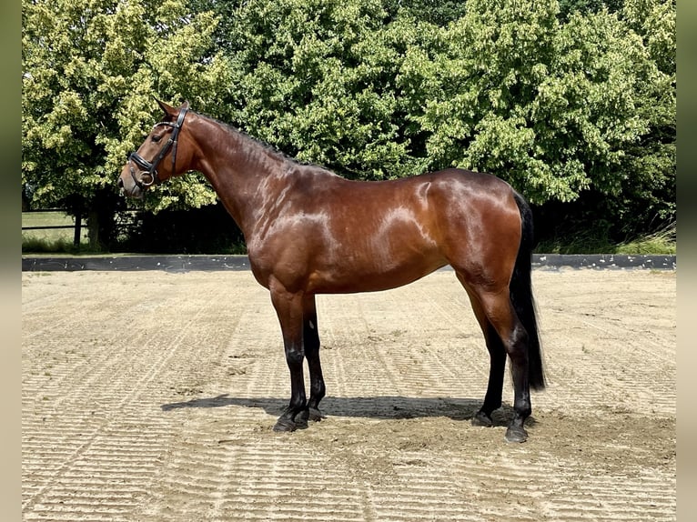 Hanoverian Mare 4 years 16 hh Brown in Rees