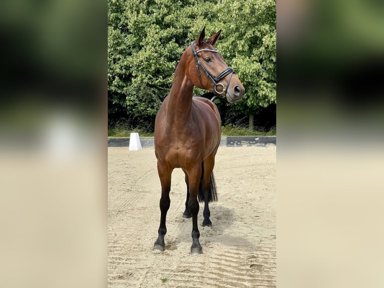 Hanoverian Mare 4 years 16 hh Brown in Rees