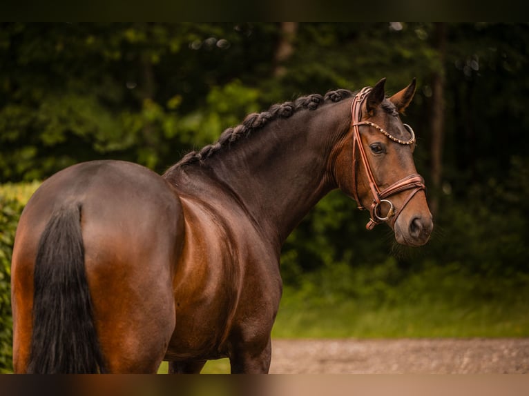 Hanoverian Mare 4 years 16 hh Brown in Wehringen