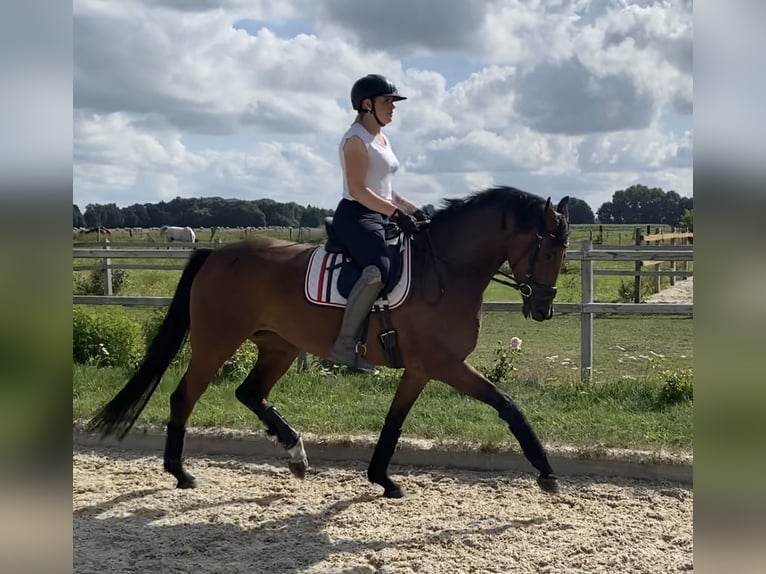 Hanoverian Mare 4 years 16 hh Brown in Winsen (Luhe)