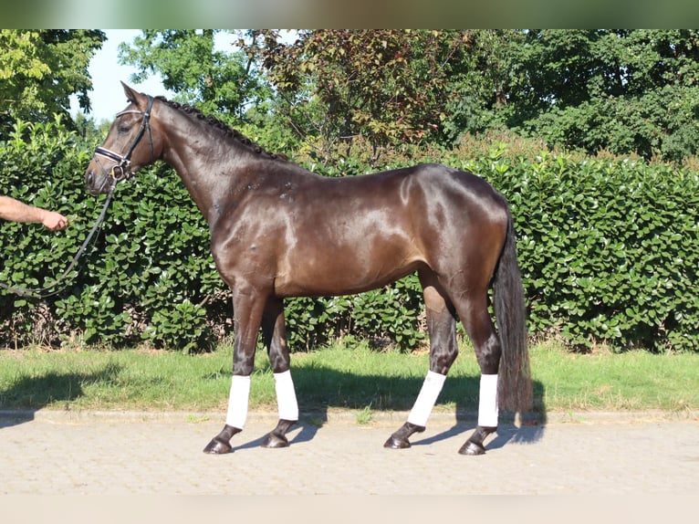 Hanoverian Mare 4 years 16 hh Brown in Selsingen