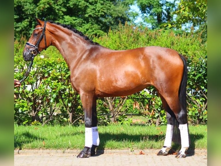 Hanoverian Mare 4 years 16 hh Brown in Selsingen