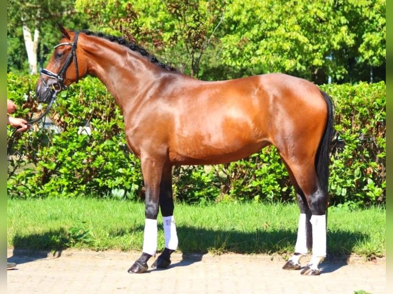 Hanoverian Mare 4 years 16 hh Brown in Selsingen