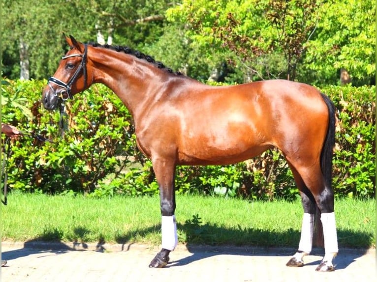 Hanoverian Mare 4 years 16 hh Brown in Selsingen