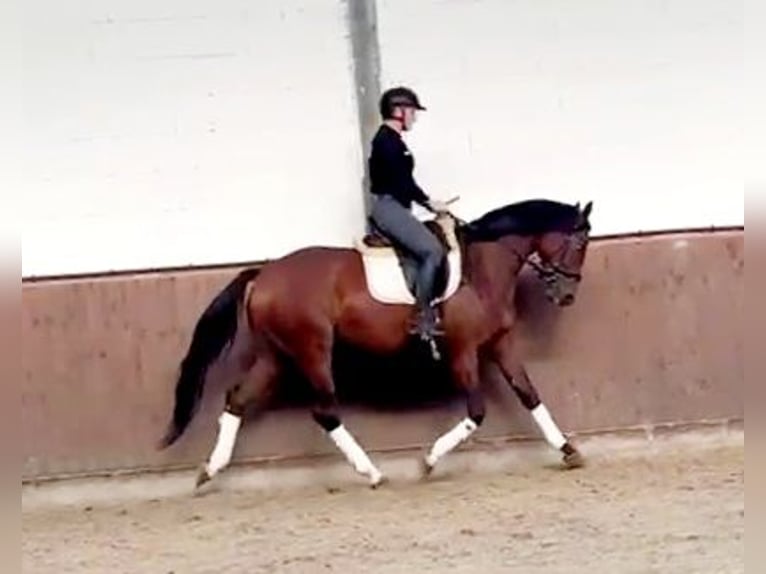 Hanoverian Mare 4 years 16 hh Brown in B&#xF6;heimkirchen