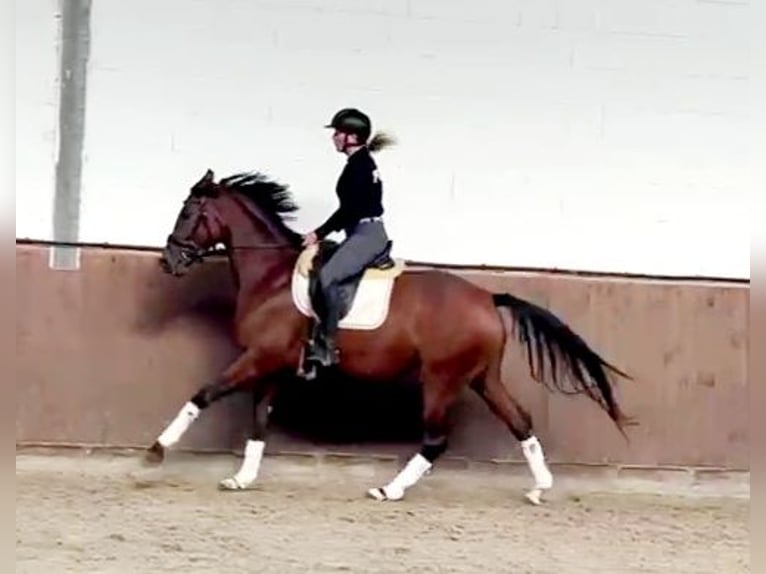 Hanoverian Mare 4 years 16 hh Brown in B&#xF6;heimkirchen