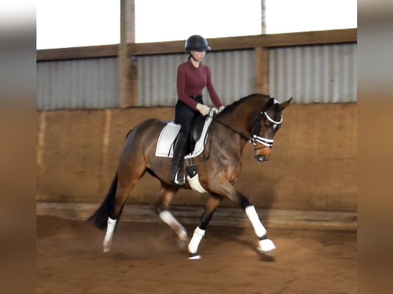 Hanoverian Mare 4 years 16 hh Brown in Fredenbeck