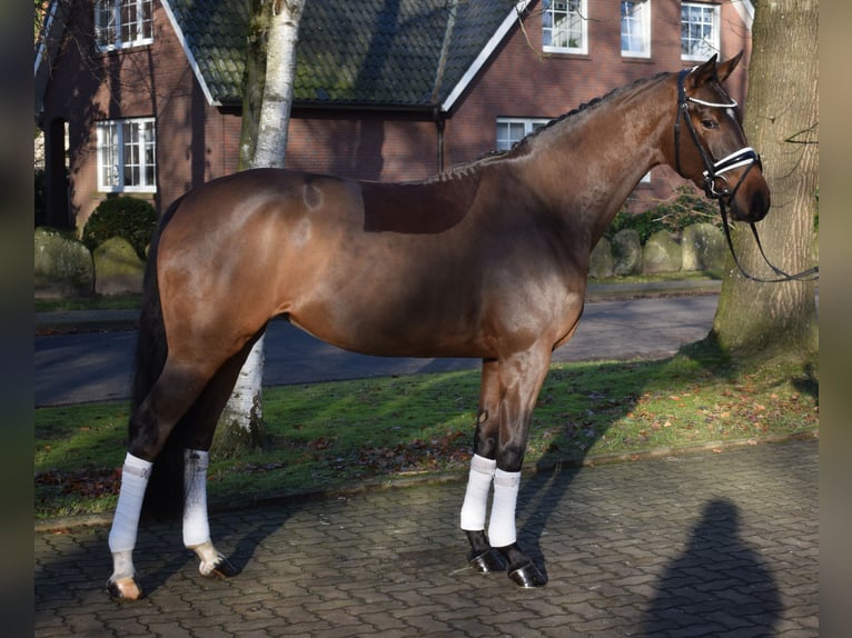 Hanoverian Mare 4 years 16 hh Brown in Fredenbeck