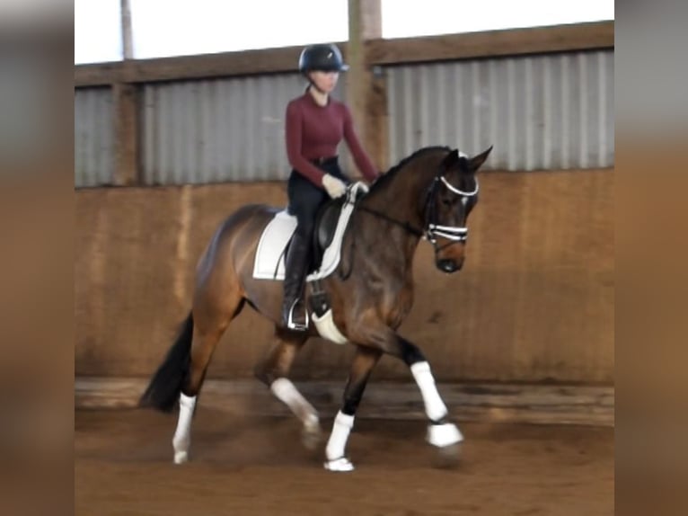 Hanoverian Mare 4 years 16 hh Brown in Fredenbeck