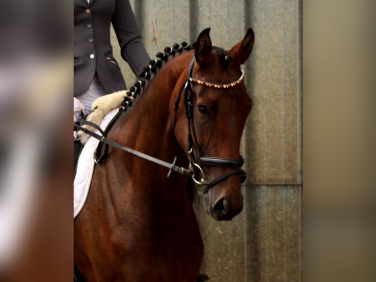 Hanoverian Mare 4 years 16 hh Brown in Heilshoop
