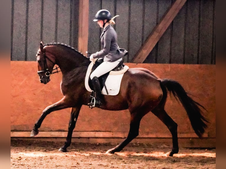Hanoverian Mare 4 years 16 hh Brown in Heilshoop