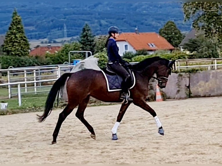 Hanoverian Mare 4 years 16 hh Brown in Markersdorf