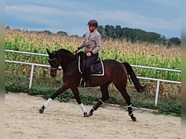 Hanoverian Mare 4 years 16 hh Brown in Markersdorf