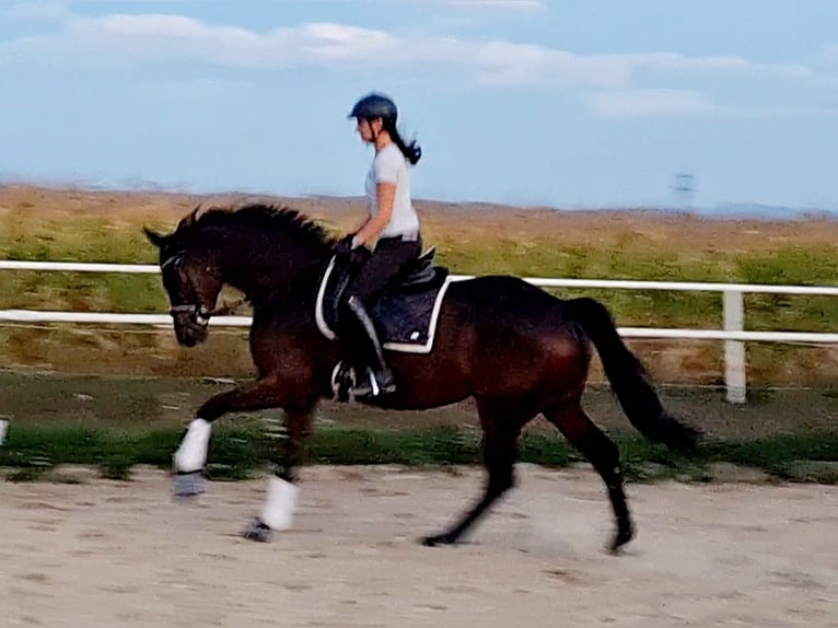 Hanoverian Mare 4 years 16 hh Brown in Markersdorf